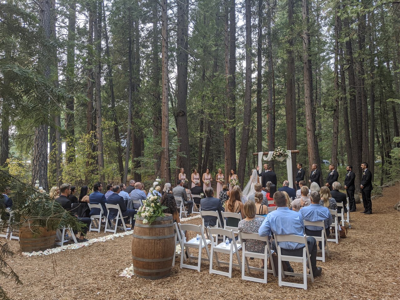 Angela and Stephen's ceremony at a draped arch among tall pines at Twenty Mile House